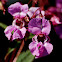 reuzenbalsemien (Impatiens glandulifera)