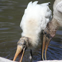 Wood Stork