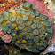 Stony Coral
