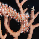 Bearded fireworm