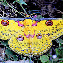 Golden emperor moth