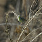 Yellow Canary (juv)