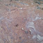 Ants