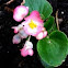 Begonia: Pink