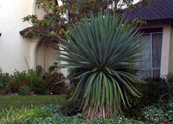 Spotting Image 1