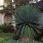 Yucca