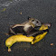 Egyptian Fruit Bat