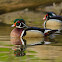 Wood Duck