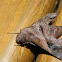 Mournful Sphinx Moth