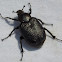 Scarab Beetle