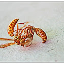Golden paper wasp
