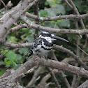 Pied Kingfisher