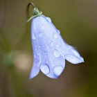 Bellflower