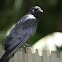American Crow