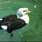 King eider