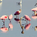 Roseate Spoonbill