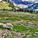 Rocky Mountain Goat