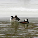 Hooded Merganser