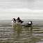 Hooded Merganser