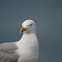 European Herring Gull