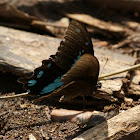 Narrow Green Banded Swallowtail