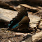 Narrow Green Banded Swallowtail