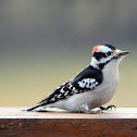 Downy Woodpecker