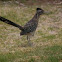 Roadrunner