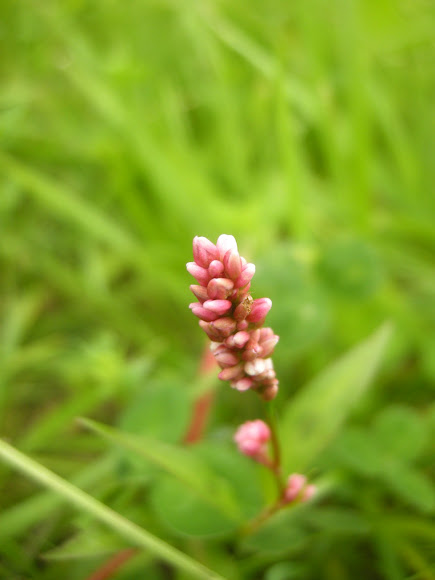 Spotting Image 1