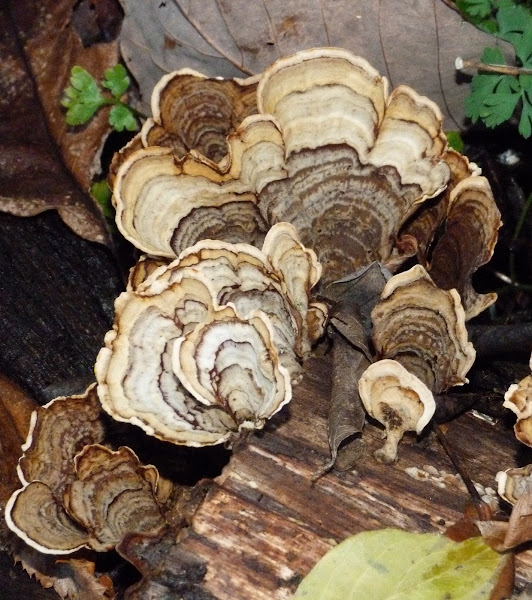 False turkey tail Project Noah