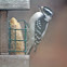 Downey Woodpecker (Female)