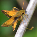 Hobomok Skipper