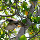 Grey King Bird