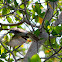 Grey King Bird