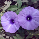 An Unknown Flower ( एक अज्ञात पुष्प )
