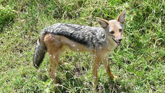 Spotting Image 1