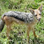 Black backed Jackal