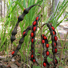 Cherokee Bean