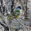 Collared Finchbill