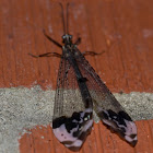 Ant Lion