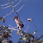 Boat-billed Heron