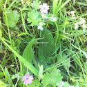 Dovefoot Geranium