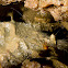 Cave Harvestman or Daddy Longlegs