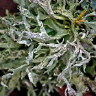 Oakmoss