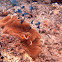 Three spot Damselfish