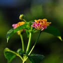 Lantana