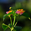 Lantana