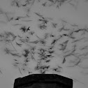 Vaux's Swifts