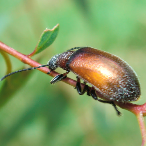 Brown Darkling Beetle Project Noah