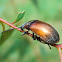 Brown Darkling Beetle